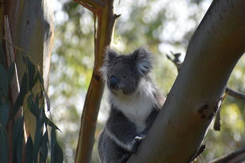 Healesville Sanctuary And Phillip Island Wildlife Bus Tour - Pubs Sydney 0