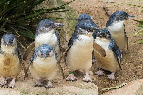 Healesville Sanctuary And Phillip Island Wildlife Bus Tour - Pubs Sydney 2
