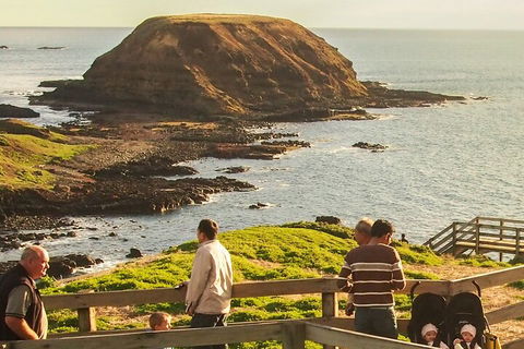 Healesville Sanctuary And Phillip Island Wildlife Bus Tour - Pubs Sydney 3