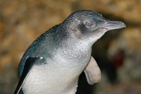 Healesville Sanctuary And Phillip Island Wildlife Bus Tour - Pubs Sydney 4