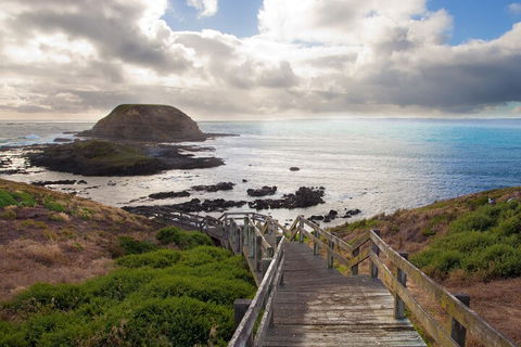 Healesville Sanctuary And Phillip Island Wildlife Bus Tour - Pubs Sydney 5