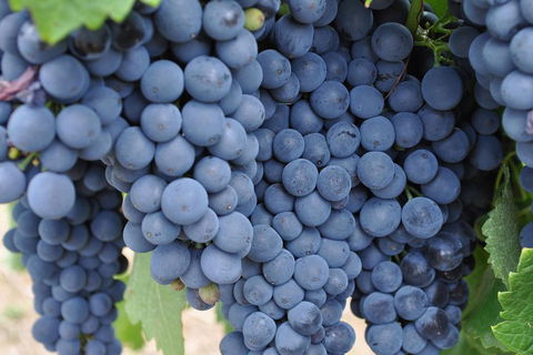 Barossa Valley Cellar Doors Luxury Wine Tour - Pubs Sydney 4