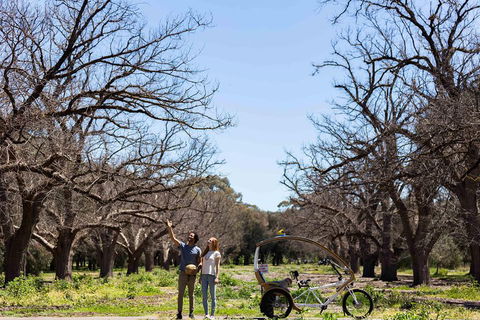 Adelaide 90-Minute Pedicab Tour: Scenic Green & River Experience - Pubs Sydney 1