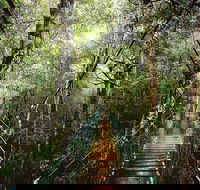 O'Reilly's  Lamington National Park from Gold Coast - Pubs Sydney
