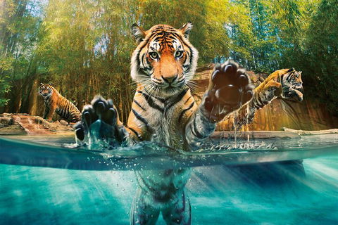 Croc Express To Australia Zoo From Gold Coast - Pubs Sydney 3