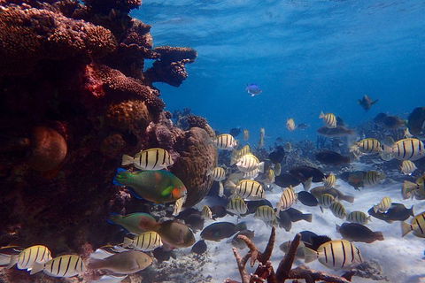 Lagoon Explorer - Ningaloo Reef Full-Day Kayaking And Snorkeling Adventure - Pubs Sydney 2