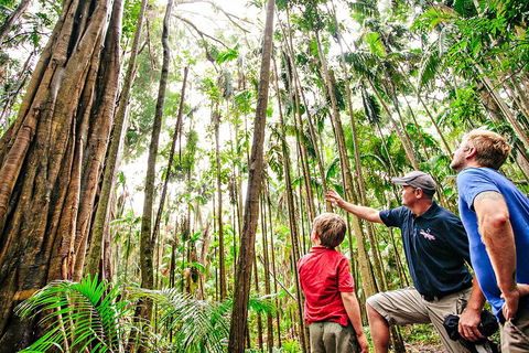Natural Bridge & Springbrook Waterfalls Tour + Hot Air Balloon With Breakfast - Pubs Sydney 5