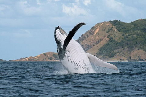 Byron Bay Whale Watching Cruise - Pubs Sydney 0