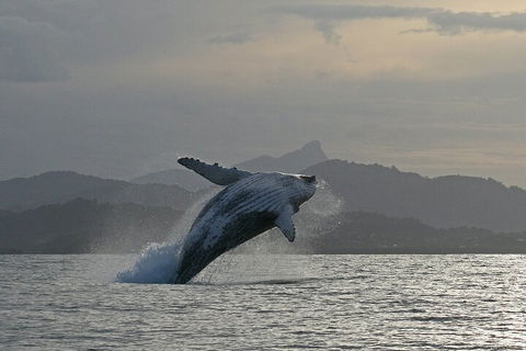 Byron Bay Whale Watching Cruise - Pubs Sydney 1