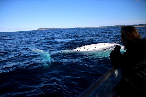 Byron Bay Whale Watching Cruise - Pubs Sydney 2