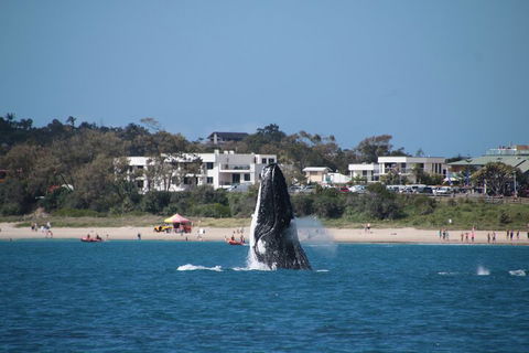 Byron Bay Whale Watching Cruise - Pubs Sydney 3