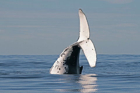Byron Bay Whale Watching Cruise - Pubs Sydney 4