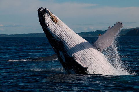 Byron Bay Whale Watching Cruise - Pubs Sydney 5