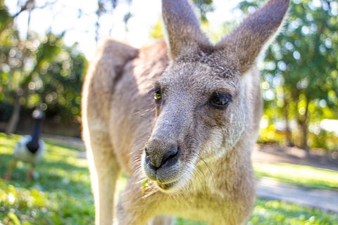 Virtual Interactive Australian Wildlife Tour With Private Guide-Wildlife Habitat - Pubs Sydney 2