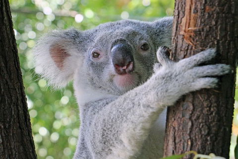 Virtual Interactive Australian Wildlife Tour With Private Guide-Wildlife Habitat - Pubs Sydney 3