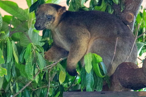 Virtual Interactive Australian Wildlife Tour With Private Guide-Wildlife Habitat - Pubs Sydney 4