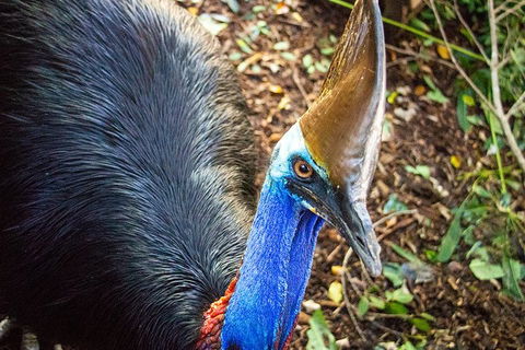 Virtual Interactive Australian Wildlife Tour With Private Guide-Wildlife Habitat - Pubs Sydney 5