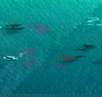 40-45 Minute Port Stephens and Stockton Beach Helicopter Flight - For 2 - Pubs Sydney