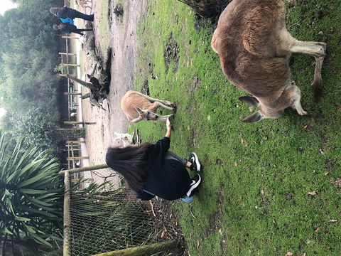 Perth Hills - Wildlife, Art & Gastronomy - Pubs Sydney 4