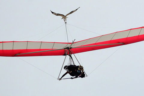 Hang Gliding With HangglideOz - Pubs Sydney 0