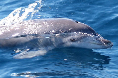 Jervis Bay Dolphin Watch Cruise - Pubs Sydney 0