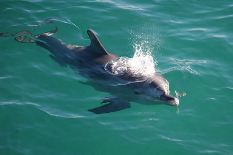 Jervis Bay Dolphin Watch Cruise - Pubs Sydney 1