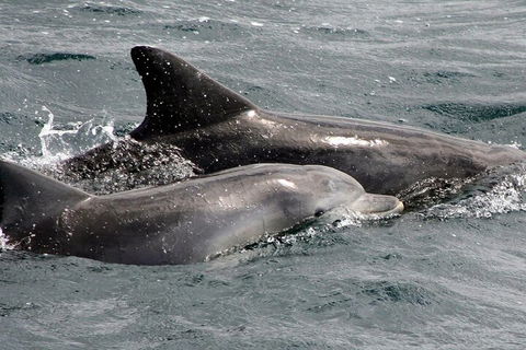Jervis Bay Dolphin Watch Cruise - Pubs Sydney 2