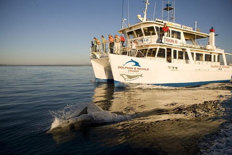 Jervis Bay Dolphin Watch Cruise - Pubs Sydney 3