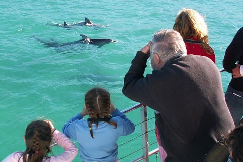 Jervis Bay Dolphin Watch Cruise - Pubs Sydney 4
