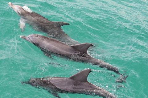 Jervis Bay Dolphin Watch Cruise - Pubs Sydney 5