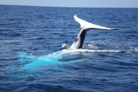 Whale Watching Jervis Bay - Pubs Sydney 0