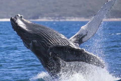 Whale Watching Jervis Bay - Pubs Sydney 2