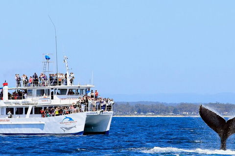 Whale Watching Jervis Bay - Pubs Sydney 4