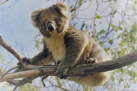 Kangaroo Island Scenic Trail Tour - Pubs Sydney 2