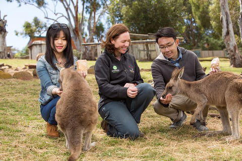 Bonorong Wildlife Park And Richmond Afternoon Tour From Hobart - Pubs Sydney 1