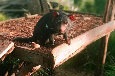 Bonorong Wildlife Park And Richmond Afternoon Tour From Hobart - Pubs Sydney 4