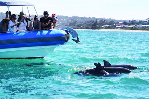 Southern Ocean Adventure From Victor Harbor - Pubs Sydney 2