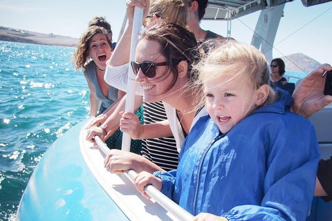 Southern Ocean Adventure From Victor Harbor - Pubs Sydney 4