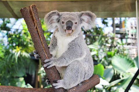 Cairns ZOOM And Wildlife Dome - Pubs Sydney 0