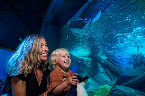 SEA LIFE Sunshine Coast Aquarium Entrance Ticket - Pubs Sydney 0