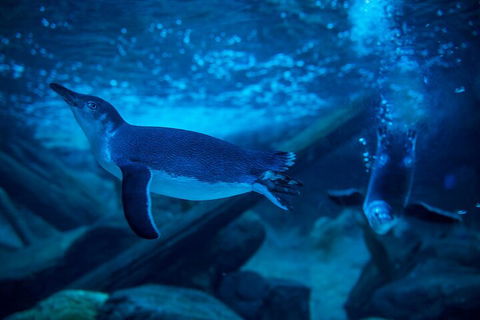 SEA LIFE Sunshine Coast Aquarium Entrance Ticket - Pubs Sydney 1