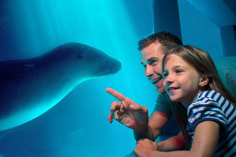 SEA LIFE Sunshine Coast Aquarium Entrance Ticket - Pubs Sydney 2