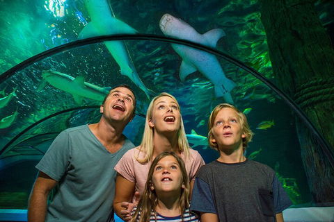 SEA LIFE Sunshine Coast Aquarium Entrance Ticket - Pubs Sydney 3