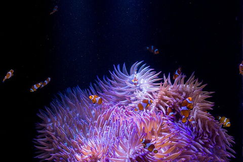SEA LIFE Sunshine Coast Aquarium Entrance Ticket - Pubs Sydney 4