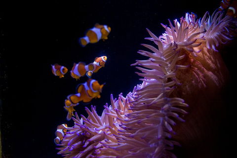 SEA LIFE Sunshine Coast Aquarium Entrance Ticket - Pubs Sydney 5