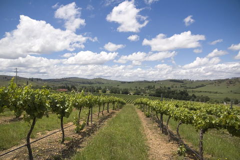 Hunter Valley Wine Tour From Sydney Incl Lunch, Cheese, Chocolate And Distillery - Pubs Sydney 0