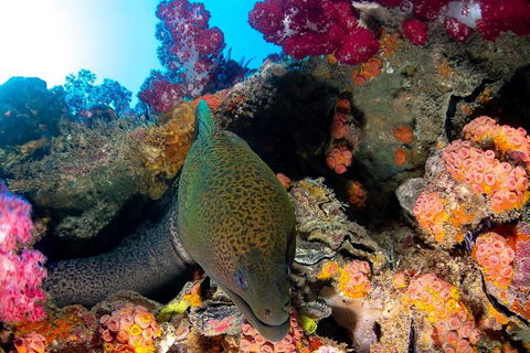 Scuba Dive The S.S. Yongala Wreck On The Great Barrier Reef. - Pubs Sydney 1