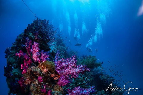 Scuba Dive The S.S. Yongala Wreck On The Great Barrier Reef. - Pubs Sydney 2