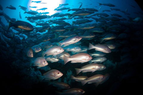 Scuba Dive The S.S. Yongala Wreck On The Great Barrier Reef. - Pubs Sydney 4