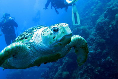 Scuba Dive The S.S. Yongala Wreck On The Great Barrier Reef. - Pubs Sydney 5